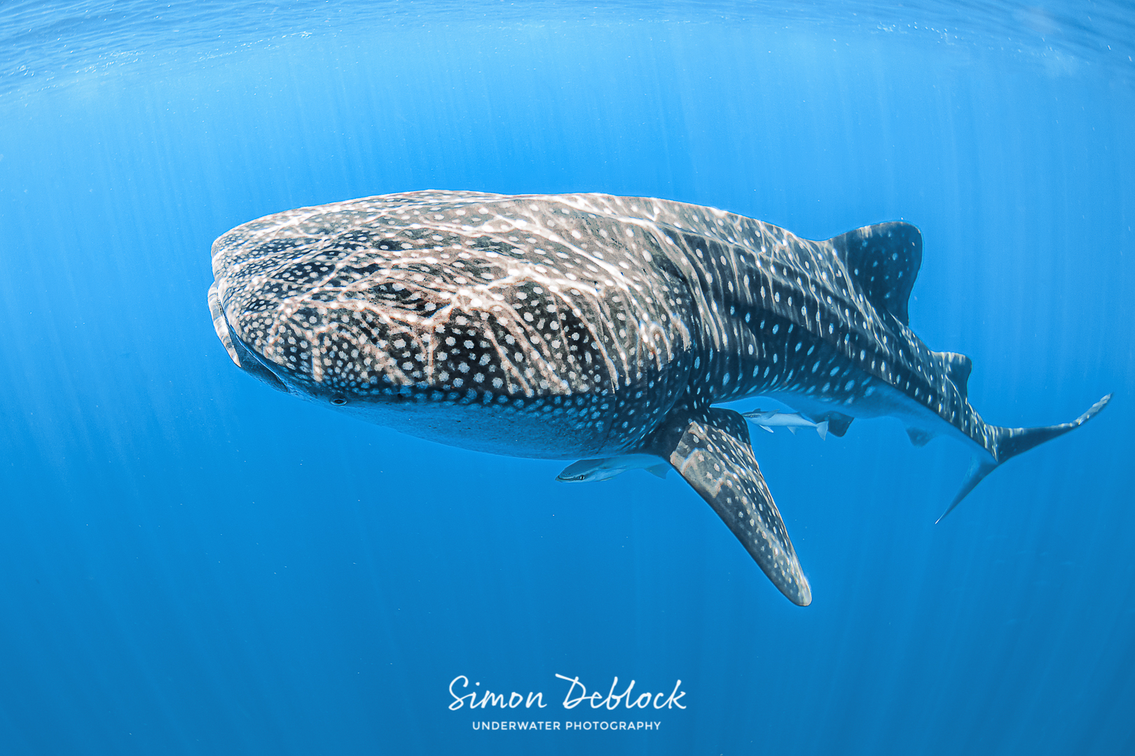 dimple dand share shark fucking a whale photos