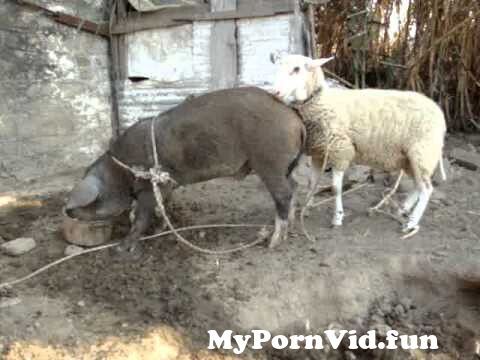 anshu handa reccomend man sex with sheep pic