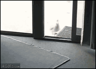 denise chisum reccomend to the window to the wall gif pic