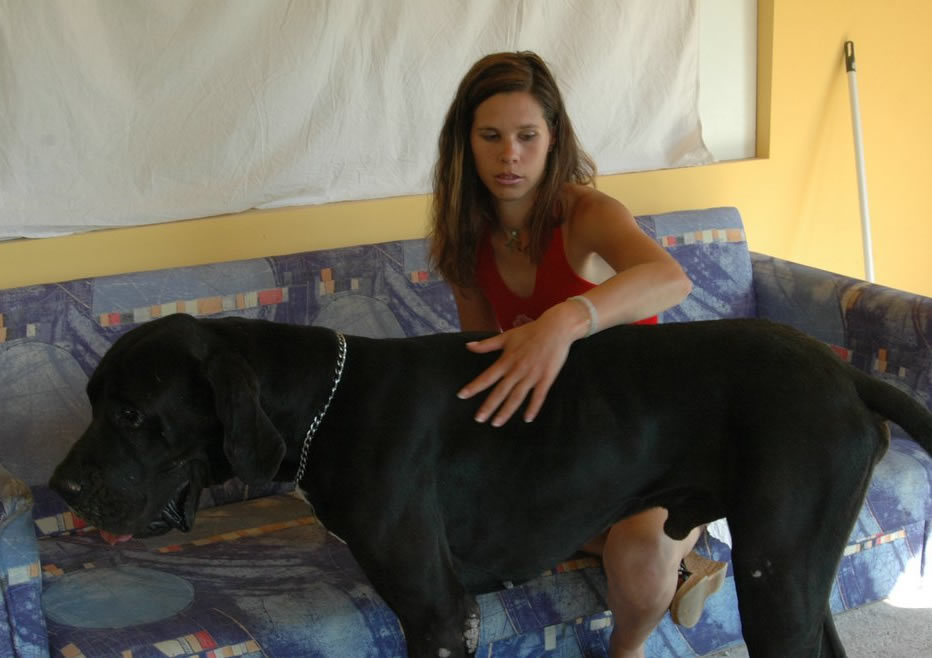 chris lacsamana reccomend Big Dogs Having Sex