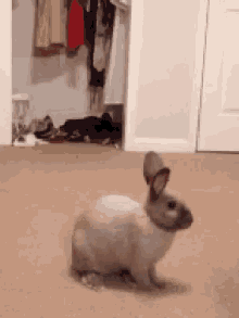 don r williams reccomend easter bunny hopping gif pic