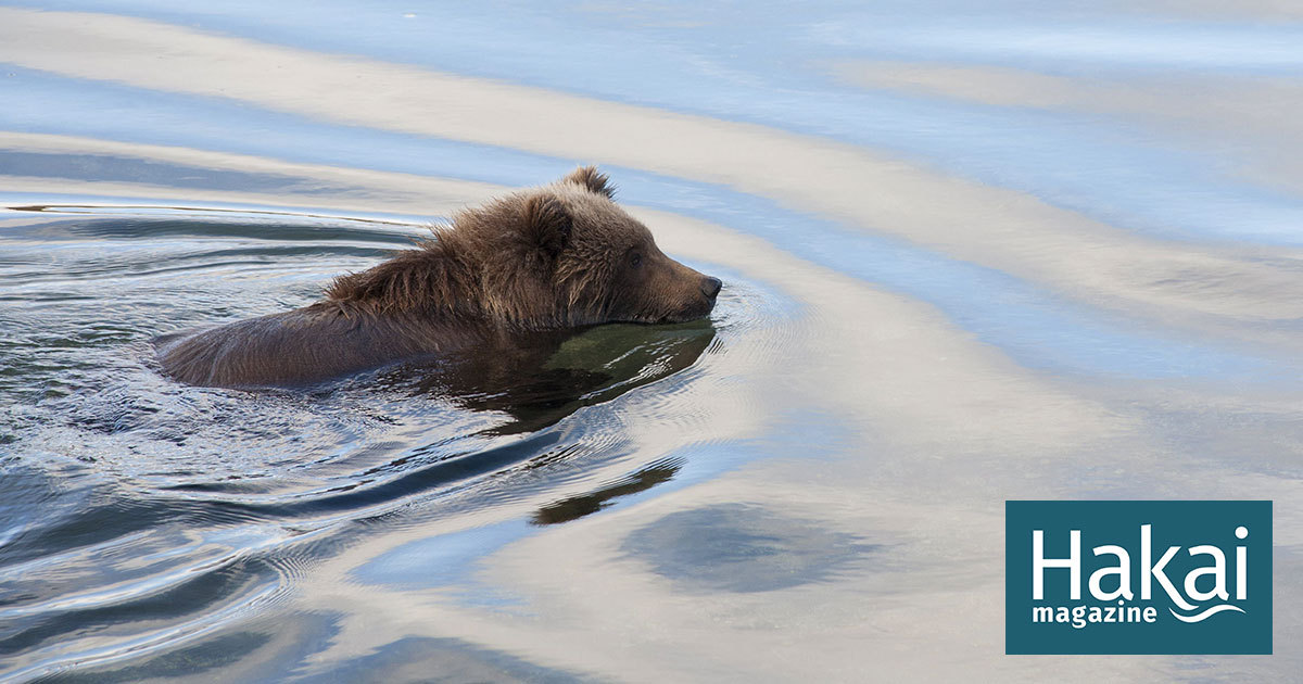 darshan sonar reccomend Bears And Otters Tumblr