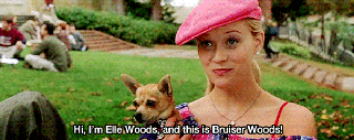 ashley burley reccomend legally blonde gif pic