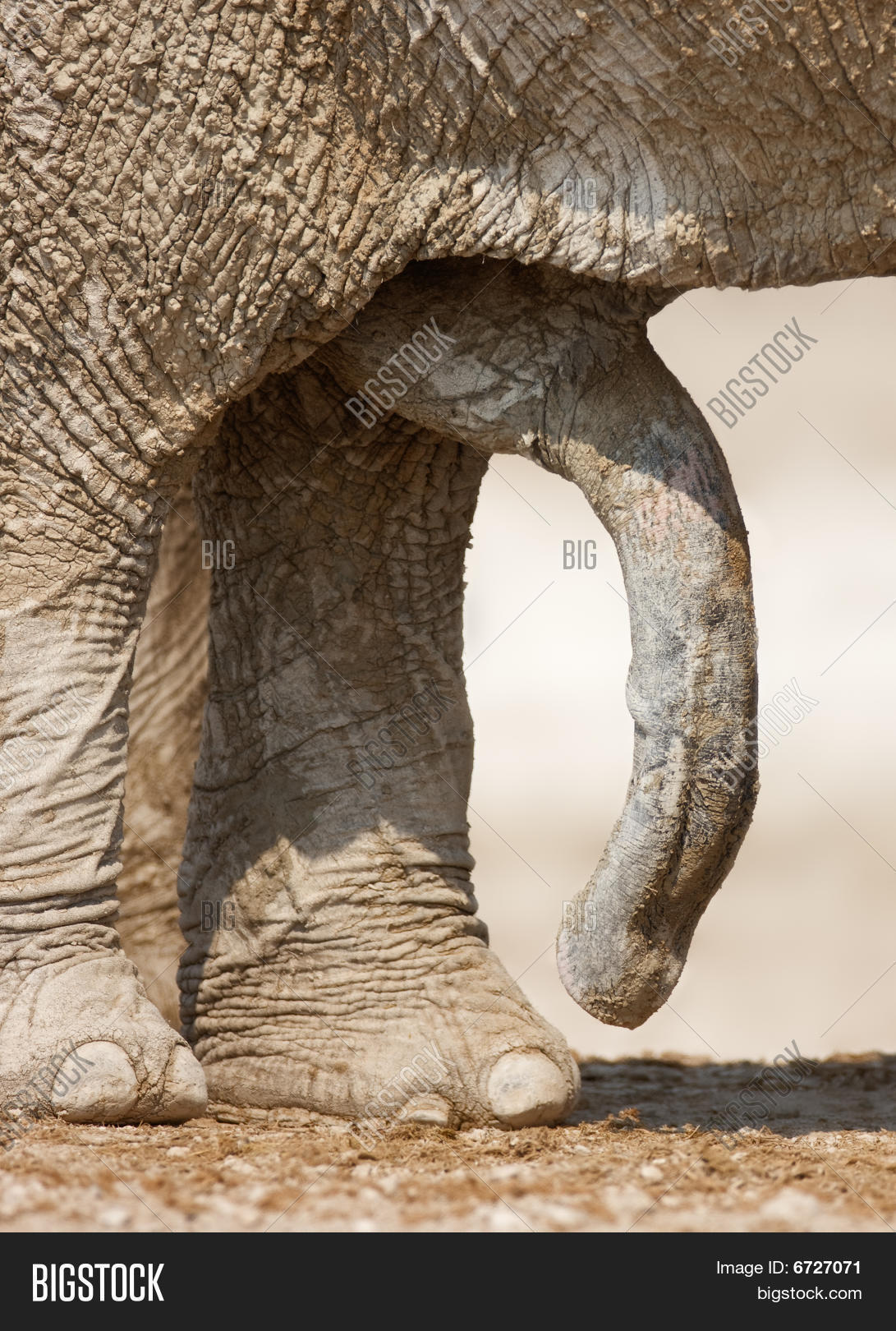 how big is an elephant dick