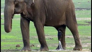 How Big Is An Elephant Dick apollo porn