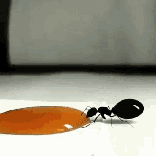 cindy hasselbring reccomend what is this a gif for ants pic