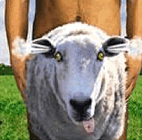 alex willig share man sex with sheep photos
