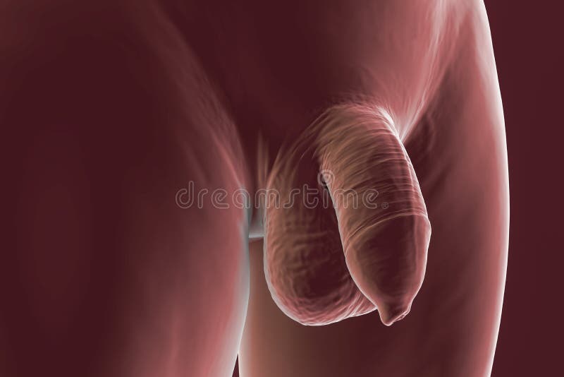 amal shafie reccomend uncircumcised penis photo pic