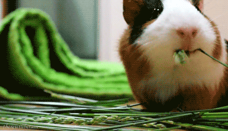 affan ul hasan reccomend cute guinea pig gif pic