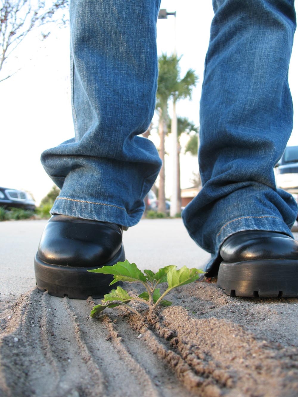 amber giroux reccomend giantess in shoe crush pic