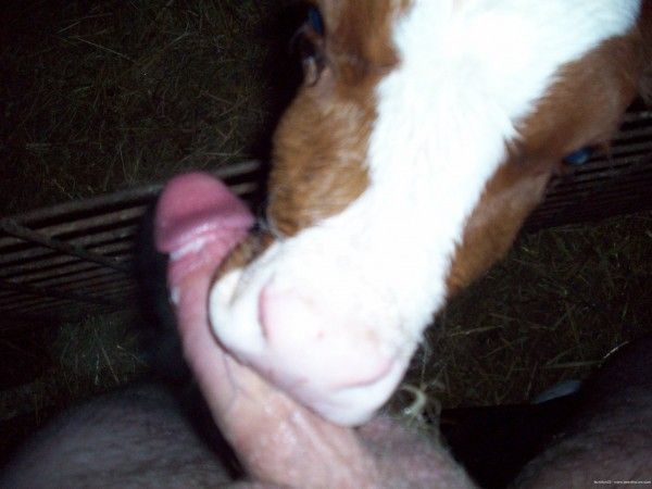 carolyn merhib reccomend calf sucking a dick pic