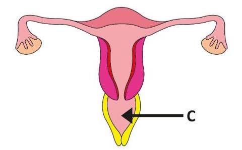 chuck dawe reccomend what is an outie vagina pic