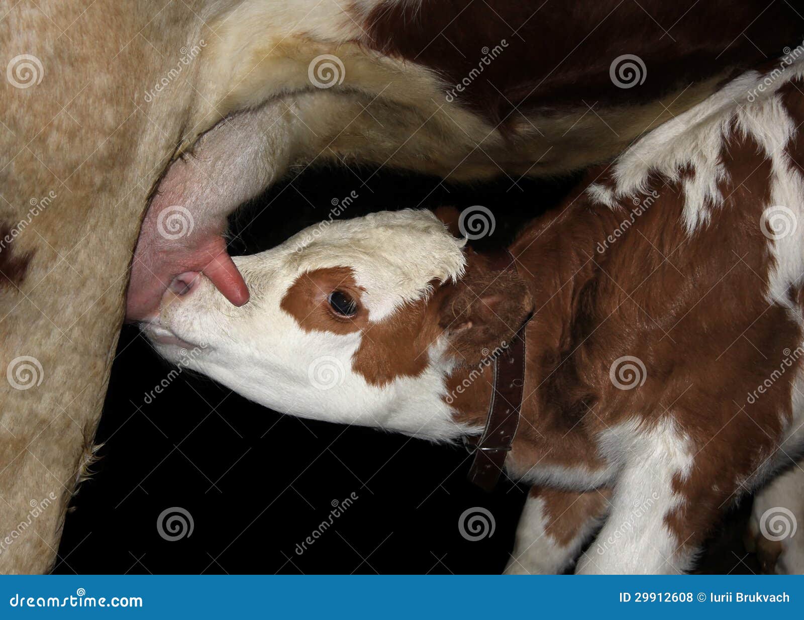 brian ahlberg add photo calf sucking a dick