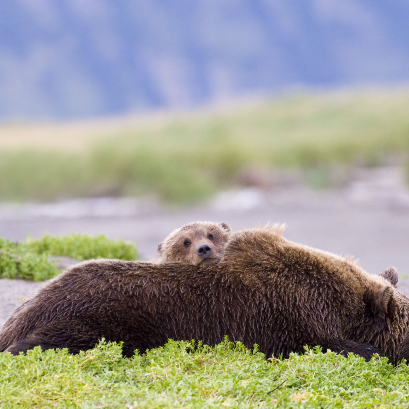 bola abiola share bears and otters tumblr photos
