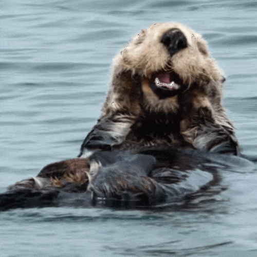 bears and otters tumblr