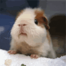 amogh tiwari reccomend cute guinea pig gif pic