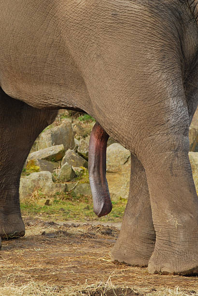abby garduque reccomend how big is an elephant dick pic