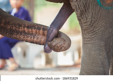 daniel colson reccomend how big is an elephant dick pic