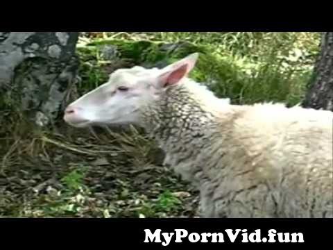 chris skitch add photo man sex with sheep