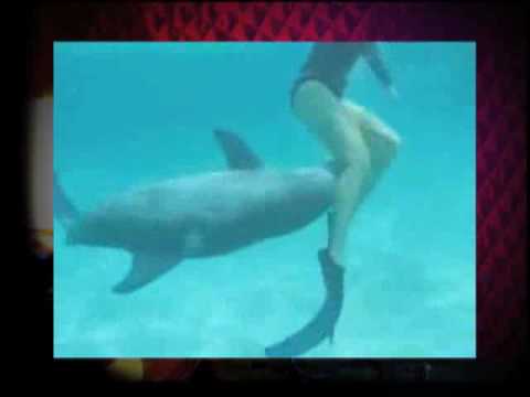 sex with dolphin porn