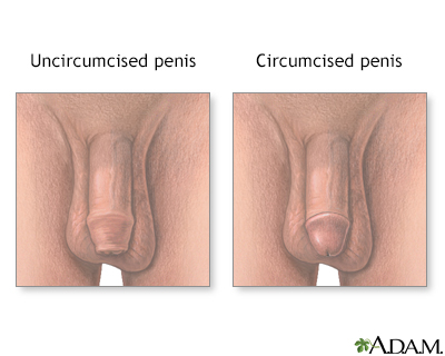 uncircumcised penis photo